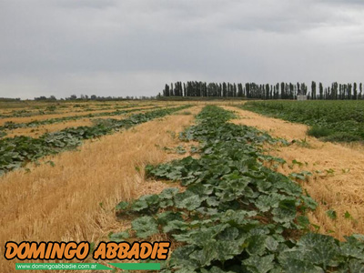 Sembradora de Labranza Cero para zapallos.